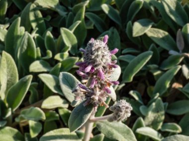 Lamb's ear (Stachys byzantina) 'Silver Carpet'. Evergreen perennial, dense mat of grey-white, soft, woolly foliage with elliptic leaves forming a striking ground cover flowering with pink flowers clipart