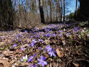Anemon hepatikası (Hepatica nobilis), ormanda güneş ışığında açan mor çiçeklerle birlikte yaygın hepatika tarlası. Güzellik ve çiçek arkaplanı.