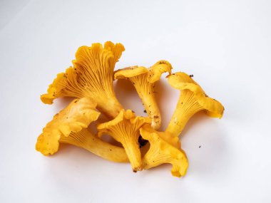 Bir grup altın Chanterelle mantarı. Köklerinde toprak ve yosun var. Beyaz üzerine ayrıntılı mantar. Mantar toplama geleneği. Beyazda izole edilmiş