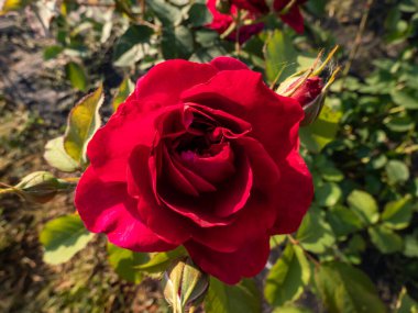'Darcey Bussell' English Shrub Rose Bred By David Austin in deep, rich crimson-pink, taking on a tinge of mauve just before the petals drop growing in a garden in summer clipart