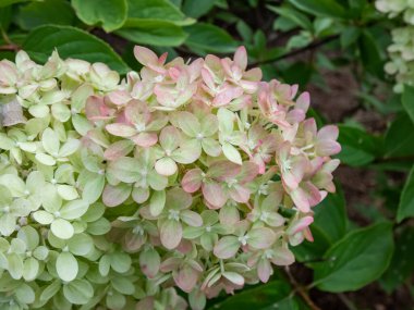 Ortanca paniklemesi, 'Küçük kireç'. Büyük paniklemelerle dolup taşan küçük çalılar. Çiçekler yaz sonlarında kireç yeşilinden kaymak beyazına dönüşür.