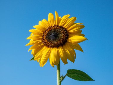 Close-up shot of big, yellow common sunflower (Helianthus) in bright sunlight facing the sun with blue sky in the background. Yellow and blue scenery