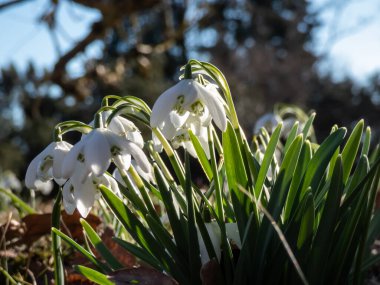 Beyaz çiçek açan Kafkas kar damlasına (Galanthus alpinus) yakın plan ilkbaharda yaprakların iç kısımlarında yeşil benekli