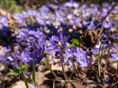 Anemone hepatikası (Anemone hepatica veya Hepatica nobilis) ormanın parlak güneş ışığında mor çiçeklerle açarak makro bir çekim yapar. Güzellik ve narin bahar çiçekleri.