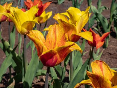 The elegant golden yellow lily flowering Tulip Vendee Globe with pointed petals in variable colors from yellow to orange red, mostly flamed. Orange and red tulip in spring