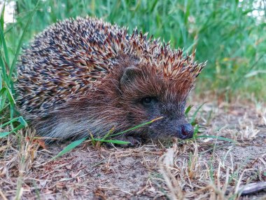 Avrupa kirpisinin (Erinaceus europaeus) yeşil bitki örtüsüyle çevrili yakın plan çekimi