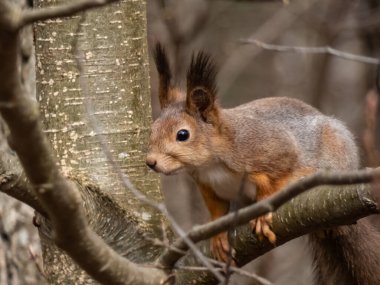 Kızıl Sincap 'ın (Sciurus vulgaris) ormanda bir ağaç dalında otururken yakın plan fotoğrafı.