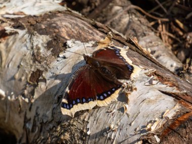 Close-up of upperside of large butterfly Mourning cloak or Camberwell beauty (Nymphalis antiopa) with dark maroon wings and ragged yellow edges and blue spots clipart