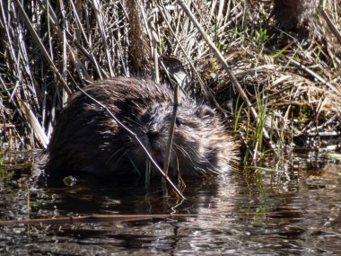The muskrat (Ondatra zibethicus) semiaquatic rodent in the water clipart