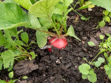 Pembe turp bitkisinin (Raphanus raphanistrum subsp. Siyah toprakta yeşil yapraklarla yetişen kökler. Yazın bahçede yiyecek yetiştirmek.