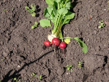 Pembe turp bitkisi (Raphanus raphanistrum subsp. Kökler toplandı ve yeşil yapraklarla siyah toprağa yerleştirildi. Yazın bahçede yiyecek yetiştirmek.