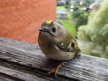 Close-up shot of the goldcrest (Regulus regulus) with distinctive black-edged golden crown stripe visiting a wooden window sill in a city clipart