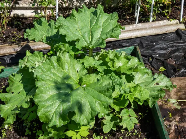 Close-up of the rhubarb plant growing in the garden with edible stalks and green leaves in the garden in bright sunlight