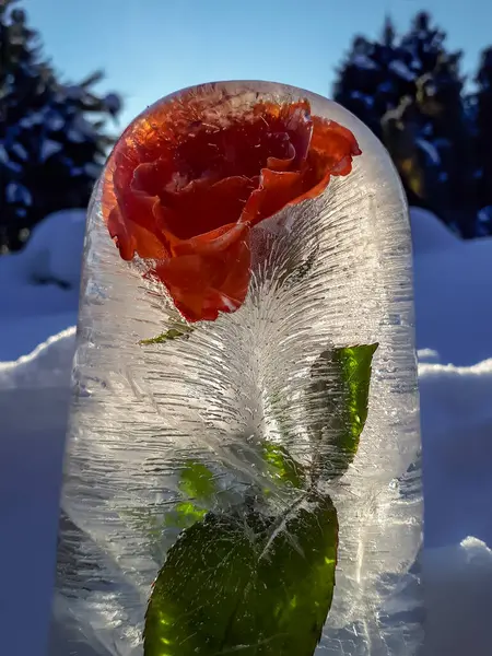 Flower in frozen water, rose in ice in bright sunlight with visible bubbles in ice. Outdoor decorations in winter in the garden. DIY crafts