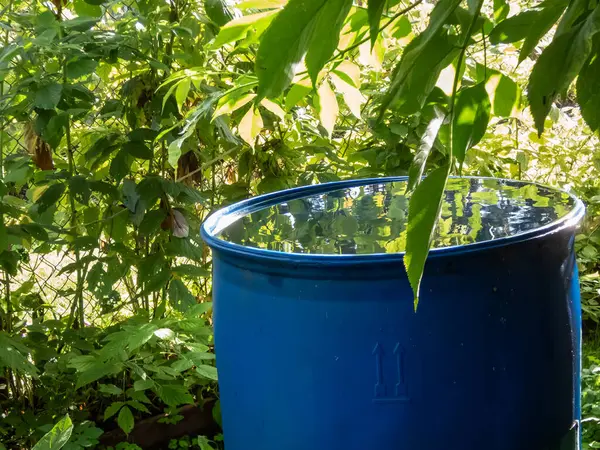 Blue, plastic water barrel reused for collecting and storing rainwater for watering plants full with water from the roof during summer day surrounded with vegetation