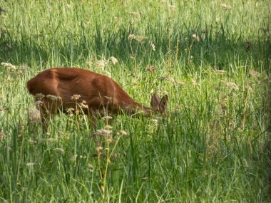 Roe geyik dişi (Capreolus capreolus) yazın çayırda uzun yeşil çimlerde durur. Roe geyiği yiyor.