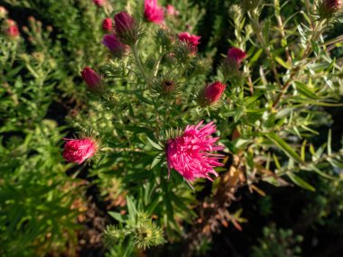 Close-up shot of New England Aster variety (Aster novae-angliae) 'Rudelsburg' flowering with bright pink daisy flowers with fluffy, orange centres clipart