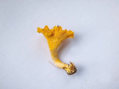 Tek bir altın Chanterelle mantarının yakından çekimi. Köklerinde toprak ve yosun var. Ayrıntılı mantar üzerine beyaz
