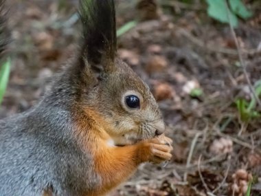 Kızıl Sincap 'ın (Sciurus vulgaris) çimlerin üzerinde otururken ve pençeleriyle bir yaprak tutarken yakın plan çekimi.