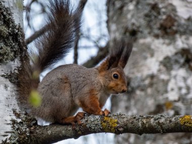 Kızıl Sincap 'ın (Sciurus vulgaris) kışın bir ağaç dalında otururken yakın plan çekimi.