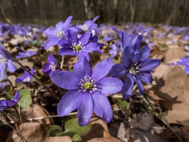 Close-up of the Common hepatica (Anemone hepatica or Hepatica nobilis) blooming with purple flowers in bright sunlight in the forest. clipart