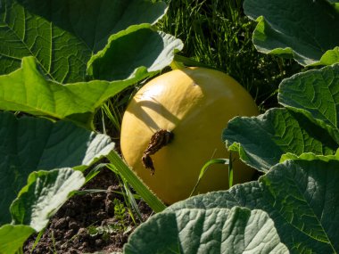 Big, ripe, orange pumpkin growing in the garden on the ground among green leaves. Gardening and growing vegetables for food