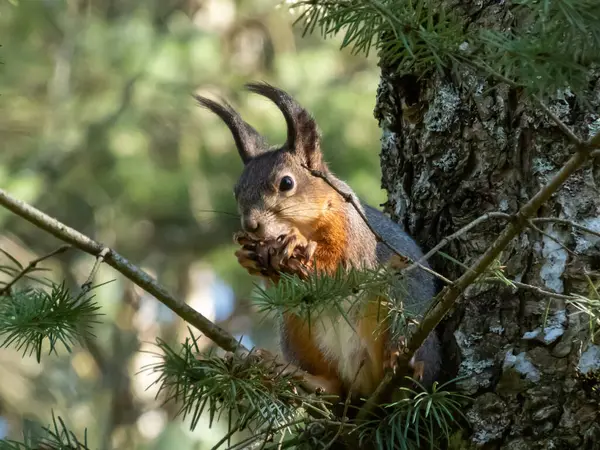 Nahaufnahme Des Roten Eichhörnchens Sciurus Vulgaris Das Auf Einem Ast — Stockfoto
