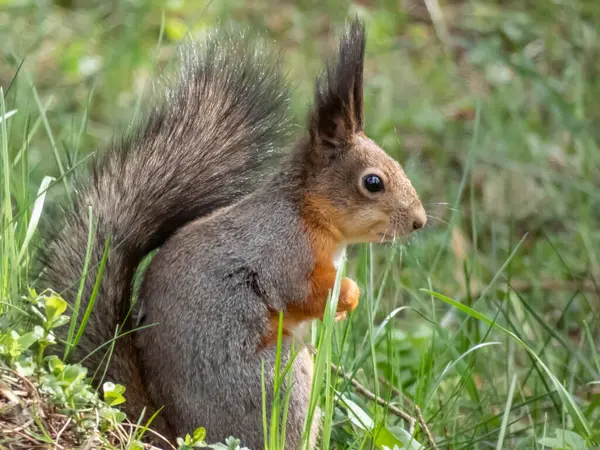 Close-up shot of the Red Squirrel (Sciurus vulgaris) sitting on ground in grass and holding in paws a leaf