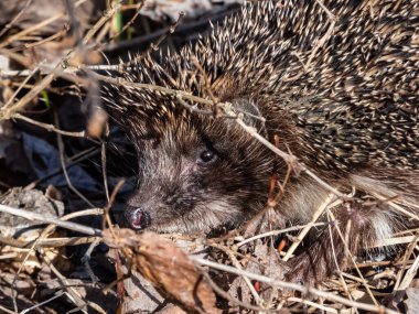 Yetişkin Avrupa kirpisinin (Erinaceus europaeus) kışın ardından uyanan ilkbaharın başında yüz ve göze odaklı yakın çekimi. Güzel hayvan ve orman manzarası