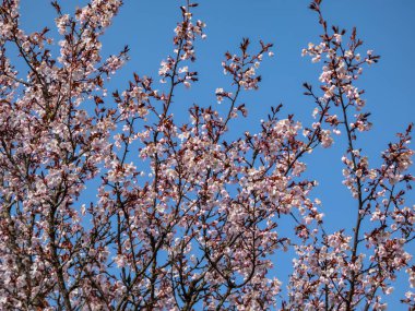 Beautiful close-up of delicate pink blooming flowers of Sargent's cherry or North Japanese hill cherry (Cerasus sargentii (Rehder) or Prunus sargentii) in early spring with blue sky background clipart