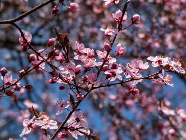 Çiçekli erik veya kiraz eriği (prunus cerasifera) Atropurpurea 'nın tek bir pembe çiçeğinin yakın plan çekimi. Pembe çiçek manzarası.