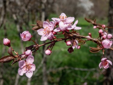 Atropurpurea (prunus cerasifera) çiçekli erik veya kiraz eriğinin tek pembe çiçeğinin ilkbaharın başında çekilmiş yakın çekimi. Pembe çiçek manzarası.