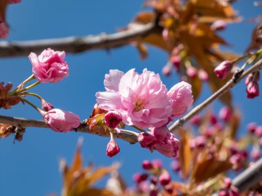Japonya 'nın güzel, pembe kiraz çiçekleri dallarda ve mavi gökyüzünün altında açan pembe sakura çiçekleri. Narin ve romantik bahar çiçekleri.