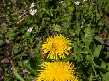 Macro shot of bright yellow dandelions (Lion's tooth) flowering in a meadow among green vegetation