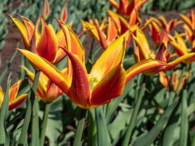 Tulip 'Fly Away' is a lily-flowered tulip featuring a scarlet goblet-shaped flower with pointed and slightly reflexed petals presenting broad golden yellow edges. Red and yellow tulip