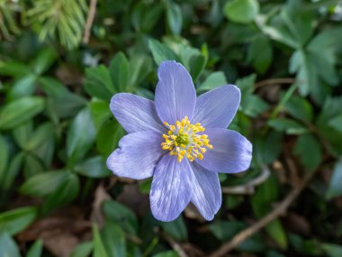 Tek bir bahar ağaç şakayığı - Anemone nemorosa Allenii - büyük, harika lavanta mavisi veya gümüşi, yedi yapraklı (James Allen 'dan sonra isimlendirilmiş), bulanık yeşil arkaplan