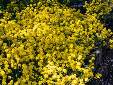 Altın sepet, altın alçıtaşı veya altın tozu (Aurinia saxatilis veya Alyssum saksafatile, Alyssum saksafatile var. İlkbaharda bahçesinde küçük sarı çiçekler açan bir çiçek.