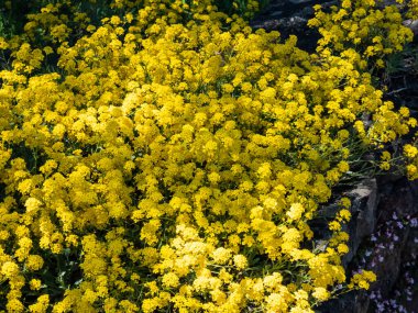 Close-up shot of the basket of gold, goldentuft alyssum or gold-dust (Aurinia saxatilis or Alyssum saxatile, Alyssum saxatile var. compactum) flowering with small yellow flowers in garden in spring clipart