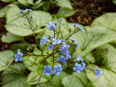 Siberian bugloss (Brunnera macrophylla) 'Jack Frost' with large, heart-shaped silver leaves edged and veined with green flowering with lots of small, bright blue flowers in spring clipart
