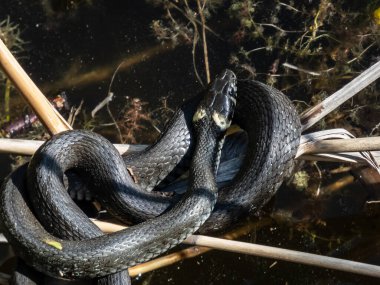 Close-up shot of Black grass snake (Natrix natrix) in the pond among water vegetation in sunlight. Focus on eye and head of eurasian non-venomous snake showing the distinctive yellow collar clipart