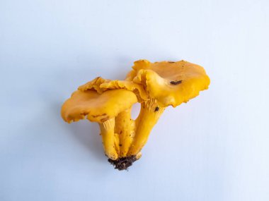 Bir grup altın Chanterelle mantarı. Köklerinde toprak ve yosun var. Beyaz üzerine ayrıntılı mantar. Mantar toplama geleneği. Beyazda izole edilmiş