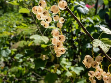 Parlak güneşli bir günde yeşil zemin ile tek bir dalda mükemmel olgunlaşmış beyaz frenk üzümü (ribes rubrum). Yazın tadı ve büyüyen yiyecekler.