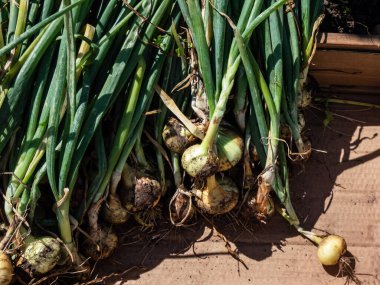 Ripe, organic grown, white and golden onions harvested in summer with green chives and still covered with soil drying in bright sunlight. Farming and gardening of vegetables