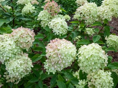 Ortanca paniklemesi, 'Küçük kireç'. Büyük paniklemelerle dolup taşan küçük çalılar. Çiçekler yaz sonlarında kireç yeşilinden kaymak beyazına dönüşür.