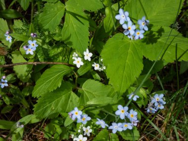 Gökyüzü mavisi bahar çiçekleri - ağaçtan unutma beni çiçekleri (Myosotis sylvatica) yazın güneş ışığında ormanda büyür ve çiçek açar