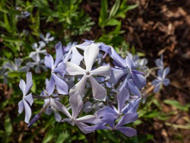 Woodland Phlox 'un yakın plan çekimi, yabani mavi phlox veya vahşi tatlı willia (phlox divaricata) bahçede mavi, beyaz ve lavanta çiçekleri ile çiçekleniyor