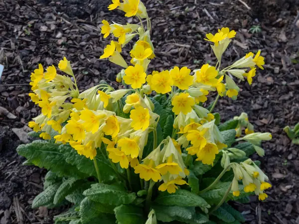 stock image Ruprecht's Primula, Primula elatior or Caucasus Oxlip (Primula ruprechtii) flowering with nodding, soft yellow, fragrant flowers from mid spring to early summer