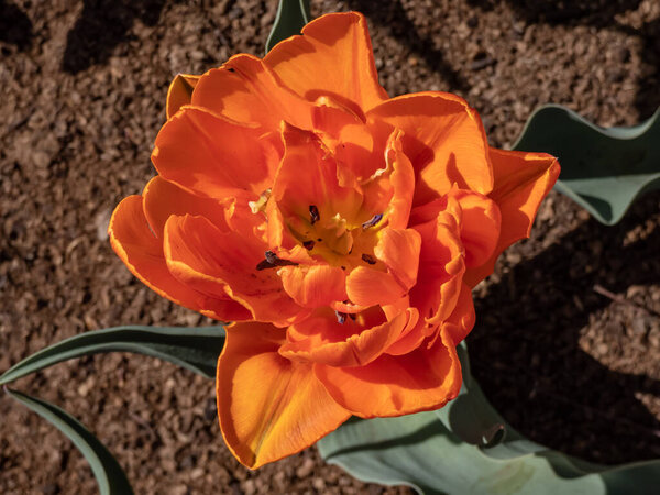 Award-winning Double late tulip 'Orange princess' blooming with warm orange petals flushed with reddish-purple and glazed lightly in warm pink in garden