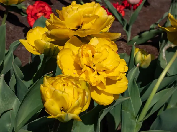Double Darwin tulip \'Yellow pomponette\' blooming with fully double, huge pom-pom like, bright sunshine-yellow flower in the garden