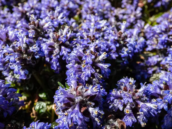 Beautiful purple floral background. Macro shot of ground cover pyramidal bugle (Ajuga pyramidalis) \'Purple Crispa\' with the pale blue-violet, spiked inflorescence blooms in bright sunlight